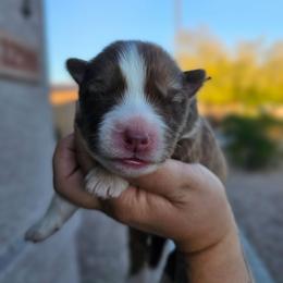 Tomura - Red and white male Siberian Husky puppy in Buckeye, Arizona from Anime Huskies