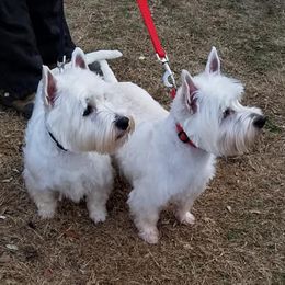 Scottish Terriers from The Alpha Den