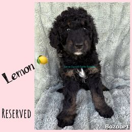 Lemon - Tri-color female Bernedoodle puppy in Godwin, North Carolina from Farm Sweet Farm Doodles