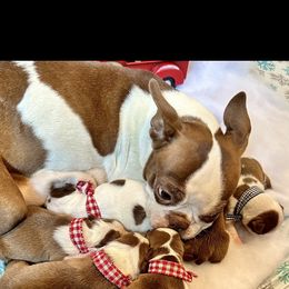 Autumn - Boston Terrier