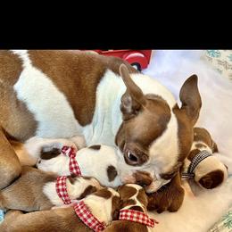 Autumn - Boston Terrier