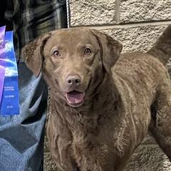 Stardust - Chesapeake Bay Retriever