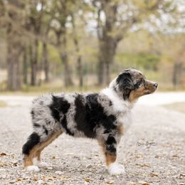 Australian Shepherd Puppies from Broken Arrow Australian Shepherds