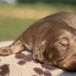 Dachshunds from Power Pups