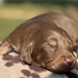Dachshunds from Power Pups