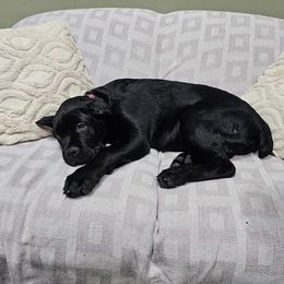 Cane Corso from Cook's Cane Corso