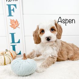 Aspen - Australian Labradoodle puppy in Rising Fawn, Georgia from Novalie Australian Labradoodles