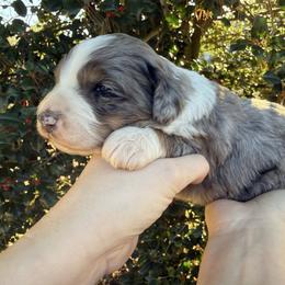 Girl 2 - Blue merle female Bernedoodle puppy in Ashland, Kentucky from Still Waters Farm