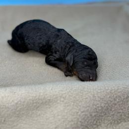 Theodora - Phantom female Poodle puppy in Greeneville, Tennessee from Smokey Mountain Sheepadoodles