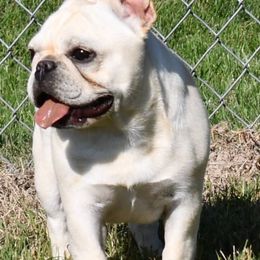 Boston Terriers, Boxers, and French Bulldogs from Azaleas Euro Boxers & Boston Terriers
