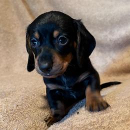 Akc male 2 - Black and tan male Dachshund puppy in Yuma, Arizona from M's puppy love