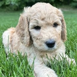 Goldendoodles from Sundance Ranch Doodles
