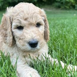 Goldendoodles from Sundance Ranch Doodles