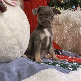 Joey - Silver male Pug puppy in Onalaska, Washington from Cupid’s Pugs