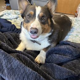 American Corgi, Cardigan Welsh Corgi, and Pembroke Welsh Corgi Puppies from Enok Corgis