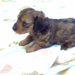 AKC Tater Tot - Dapple female Dachshund puppy in Albertville, Alabama from Jana Rae's