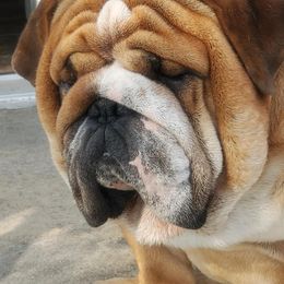 Bulldog All Grown Up from Millennium Farms