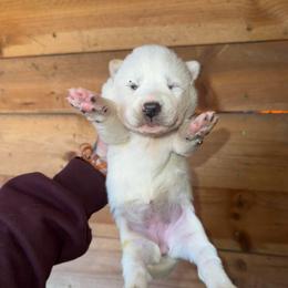Girl 1 - White female Siberian Husky puppy in Iron River, Wisconsin from Wiemeri Siberians