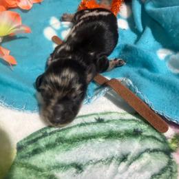 Brown collar dapple - Dapple male Dachshund puppy in Pleasant Plains, Arkansas from JGBs Dachshunds