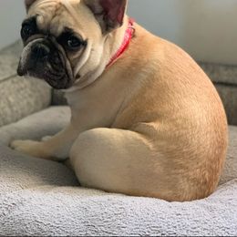 Sassy - French Bulldog