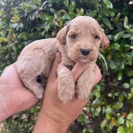 Cadbury - Red  male Goldendoodle puppy in Calera, Alabama from Red Mountain Minis