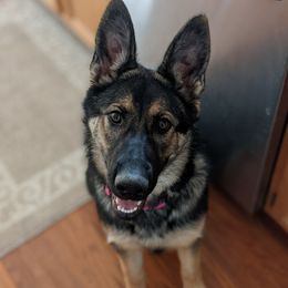 Gemma  - German Shepherd