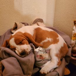 Basset Hound Puppies from Blissful Basset Hounds