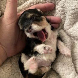 Yorkshire Terrier Puppies from Moonbabies Yorkies
