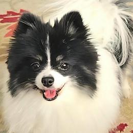 Maggie - Tri-colored female Pomeranian puppy in Burton, Michigan from Ranger's Pomeranians