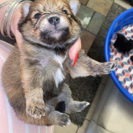 Boy 1 - Pomeranian puppy in Kissimmee, Florida from Azur Pomeranians