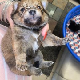 Boy 1 - Pomeranian puppy in Kissimmee, Florida from Azur Pomeranians
