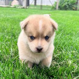 Navy - Wolf sable male Pomsky puppy in Doon, Iowa from Luxury Pomsky