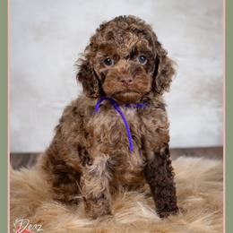Hannah - Merle female Cockapoo puppy in Connersville, Indiana from Deaz Doodle Ranch