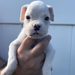 Zero - White male Boxer puppy in Ocala, Florida from Bowers Boxers