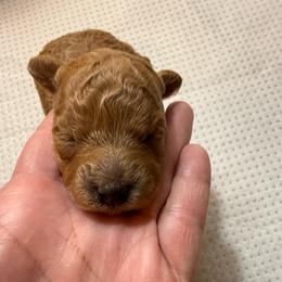 Delilah - Apricot female Poodle puppy in Azle, Texas from Texas Kissed K9s