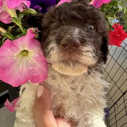 Lagotto Romagnolo Puppies from Anna’s Lagottos