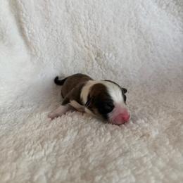 Cannoli - Sable male Pembroke Welsh Corgi puppy in Phelan, California from Desert Sunset Pembroke Welsh Corgis