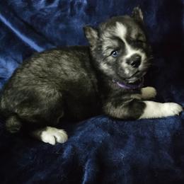 Pagani - Agouti and white female Siberian Husky puppy in Urbana, Ohio from Fairhaven's Siberian Huskies