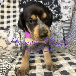 Cora - Blue ticked and tan female Bluetick Coonhound puppy in Mount Pleasant, Texas from Harmons Hounds