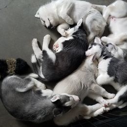 Siberian Husky Puppies from Brinic Siberins