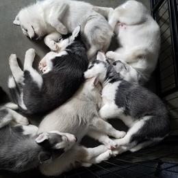 Siberian Husky Puppies from Brinic Siberins