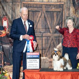 Shih Tzu Puppies from Raincross Shih Tzu