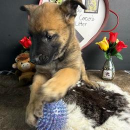 Bella - Red sable female Belgian Malinois puppy in Cascade, Iowa from Platinum K9S