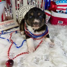 Martini - Black tri-color female Australian Shepherd puppy in Fredericksburg, Virginia from Cooper Ridge Aussies