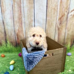 Michelangelo - Red male Bernedoodle puppy in Pennsylvania from Bernedoodle Bunch