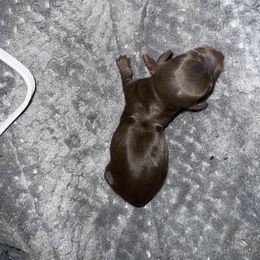 CHOCOLATE & TAN - Chocolate and tan Dachshund puppy in Butler, Ohio from Davis’s Dachshunds