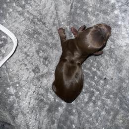 CHOCOLATE & TAN - Chocolate and tan Dachshund puppy in Butler, Ohio from Davis’s Dachshunds