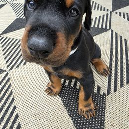 Cruise - Black and rust male Doberman Pinscher puppy in Anderson, Indiana from Legendary Kennels
