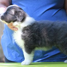 Border Collie Puppies from Rigel Border Collies