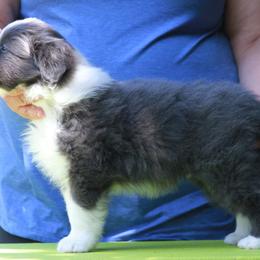 Border Collie Puppies from Rigel Border Collies